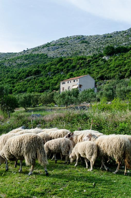 Olive Garden Apartments Čilipi المظهر الخارجي الصورة